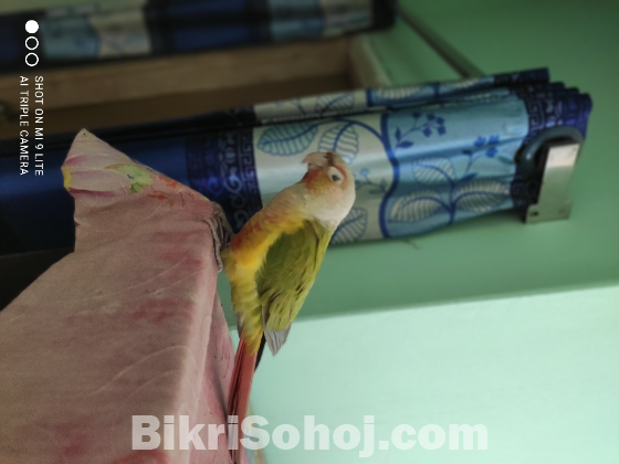 অসম্ভব চোখ জুড়ানো, চঞ্চল, চমৎকার কুনুর পাখি বিক্রি